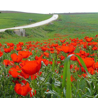 دشت شقایق کالپوش در حد فاصل شاهرود و گنبد کاووس، هر ساله در بهار با پوششی از میلیون‌ها گل شقایق چادری به رنگ قرمز بر سر می‌کشد.