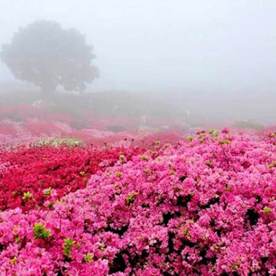 دشت گل‌های محمدی قمصر با وسعت 200 هکتار گلستان مثمر، هر ساله بیش از 600 تن گل به عمل می‌آورد.